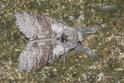 Calliteara pudibunda (Pale Tussock).JPG